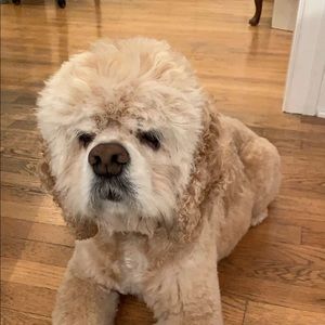 Meet your Posher, Isabelle